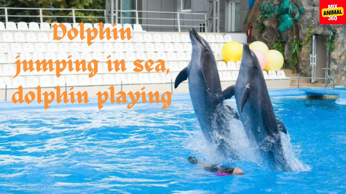 JackBar39157516's tweet photo. Dolphin jumping in sea, dolphin playing

Full video link: https://t.co/caf9qOuMBN

#dolphinjumpinginsea #dolphinplaying #MixAnimal360 https://t.co/9ripNYltP4