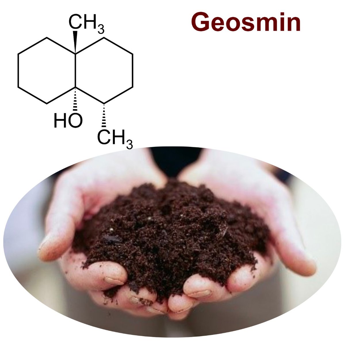 amitesh1anand's tweet photo. Now that monsoon has arrived, here are some fun facts about the smell of the first rain (मिट्टी दी खुशबू ): this smell is due to a volatile terpenoid molecule, Geosmin (“Geo” Earth; “Osme” = Odor) produced by several soil dwelling bacterial species like Streptomyces spp.. https://t.co/qDpbP0RUNL