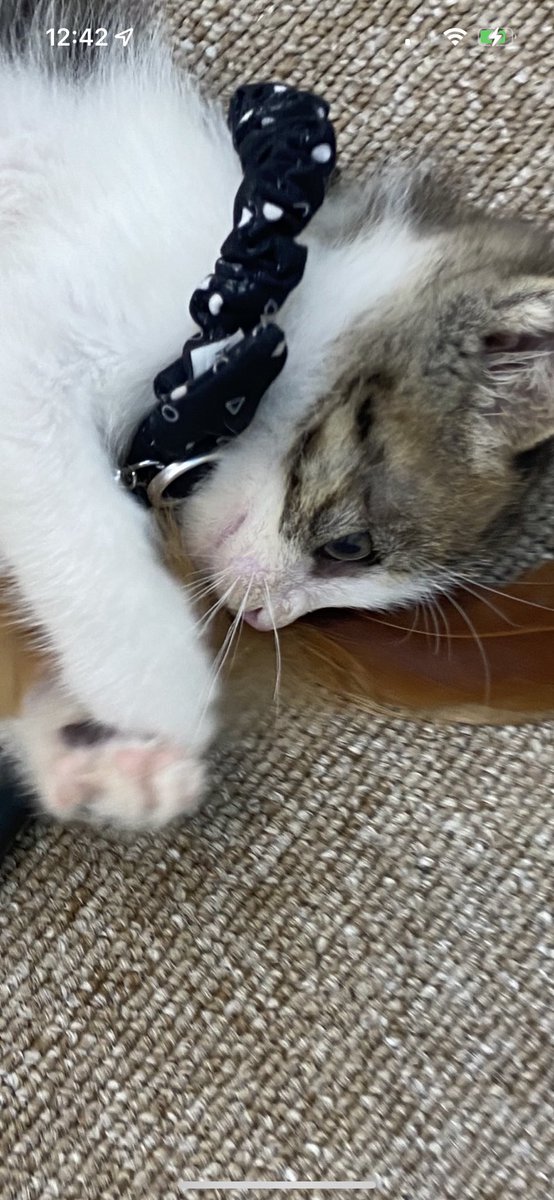 heejayishere's tweet image. Me when I’m learning the crypto and Web3 world.. #cryptocat #web3cat #Web3Social #haha