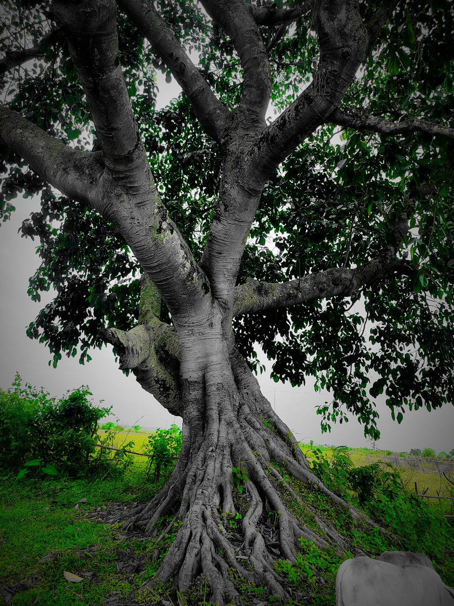EngtiAkash's tweet photo. I Love places where there are crowds of trees 😇
#NaturePhotography 
#wildlifephotography 
#Akashengti 
#akashengti 
#Aengtiphotography https://t.co/lVULU3oqhx