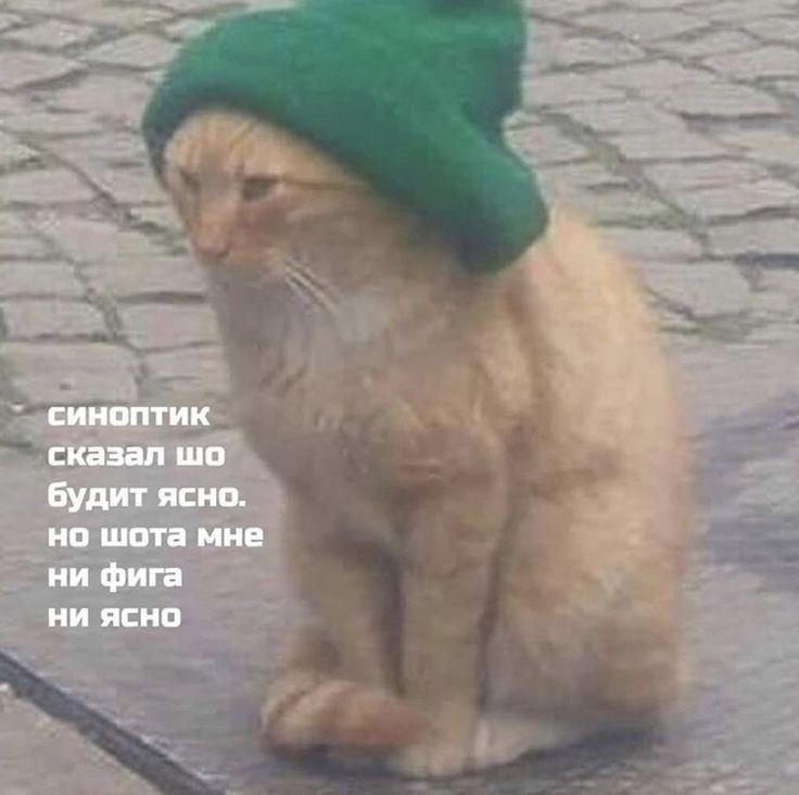 Хоуп Лесс🕊 tweet media