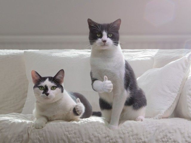 Хоуп Лесс🕊 tweet media