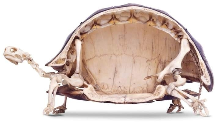 edwereddie's tweet photo. Daily reminder that Turtles are not “inside” their shells. They *are* their shells.
A tortoise/turtle shell contains nerves that connect to its central nervous system. So they can feel pain and pleasure when their shells are touched, stroked, knocked, dropped, or injured. https://t.co/fMX1CVQJmW