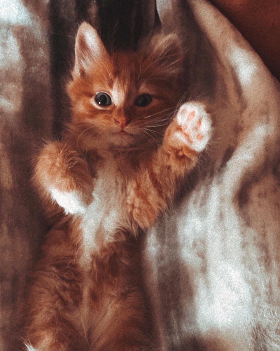 scarcoker's tweet photo. for your viewing pleasure. 🐾😍 https://t.co/DmR5vpAdU2
