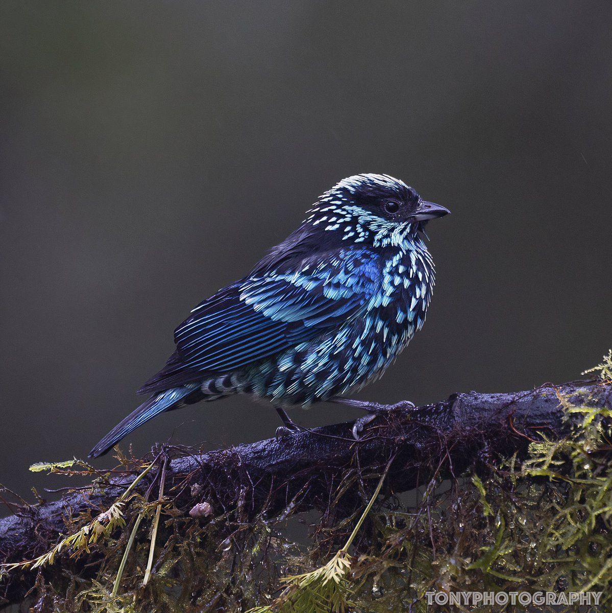 Tony Jaramillo Photography tweet media