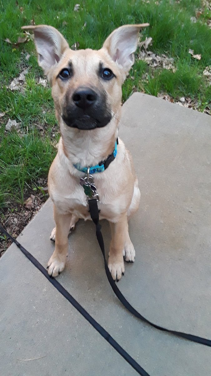 I haven't been posting because I am spending every waking moment actively engaging with this little one and listening to the #CongressionalHearing . I'm so lucky to have found her at my local <a href="/HumaneSociety/">Humane World for Animals</a>