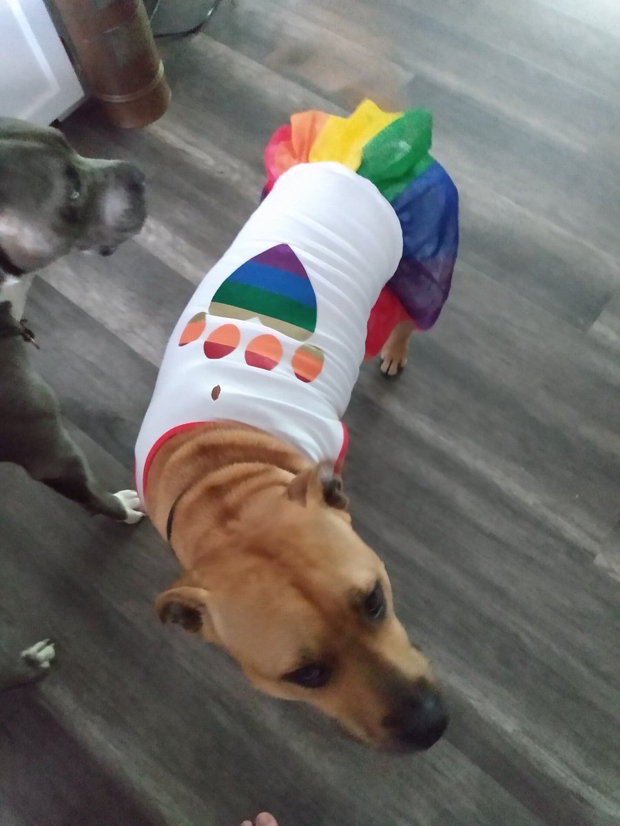 BootTheStigma's tweet photo. Loki and Lucy both have their pride outfit picked out already!!
Do you know what you’re wearing to @BrockvillePride parade tomorrow??

#BrockvillePride #PuppyPride #GayPride #Pride #PrideMonth https://t.co/c63IHQOFas