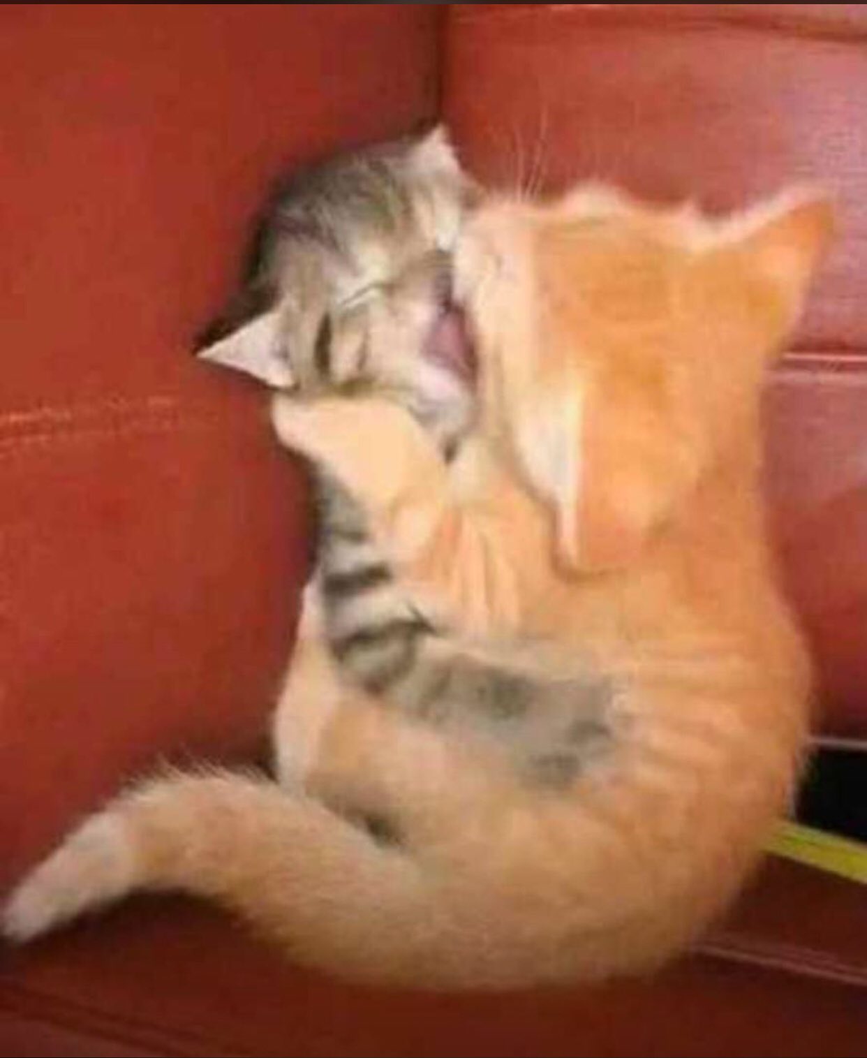 Обнимаю тебя котик