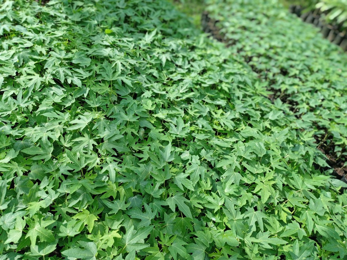 mynzagric254's tweet photo. Farmers are no shifting to modern papaya farming which entails planting hermaphroditic papaya variety which are dwarf and guarantee 100% fruiting a tree 🌲

There's only one place to get your seedlings

Click this link to message us on WhatsApp: https://t.co/uAz5tknYlT https://t.co/khBVbG9AIm
