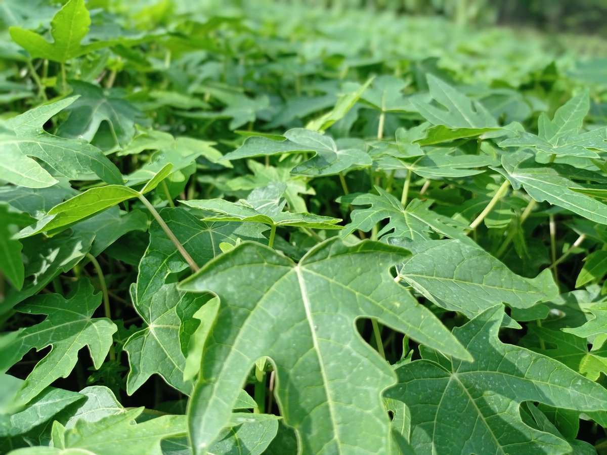 mynzagric254's tweet photo. Farmers are no shifting to modern papaya farming which entails planting hermaphroditic papaya variety which are dwarf and guarantee 100% fruiting a tree 🌲

There's only one place to get your seedlings

Click this link to message us on WhatsApp: https://t.co/uAz5tknYlT https://t.co/khBVbG9AIm