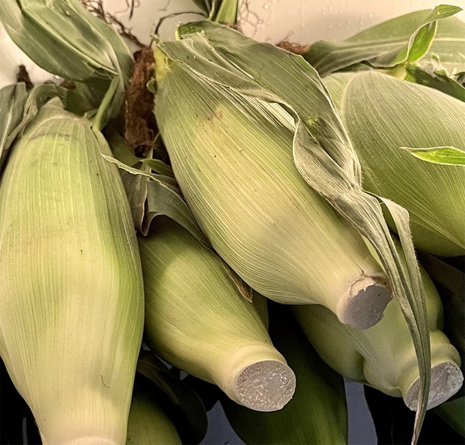 とうもろこしは今日もおいしいな 