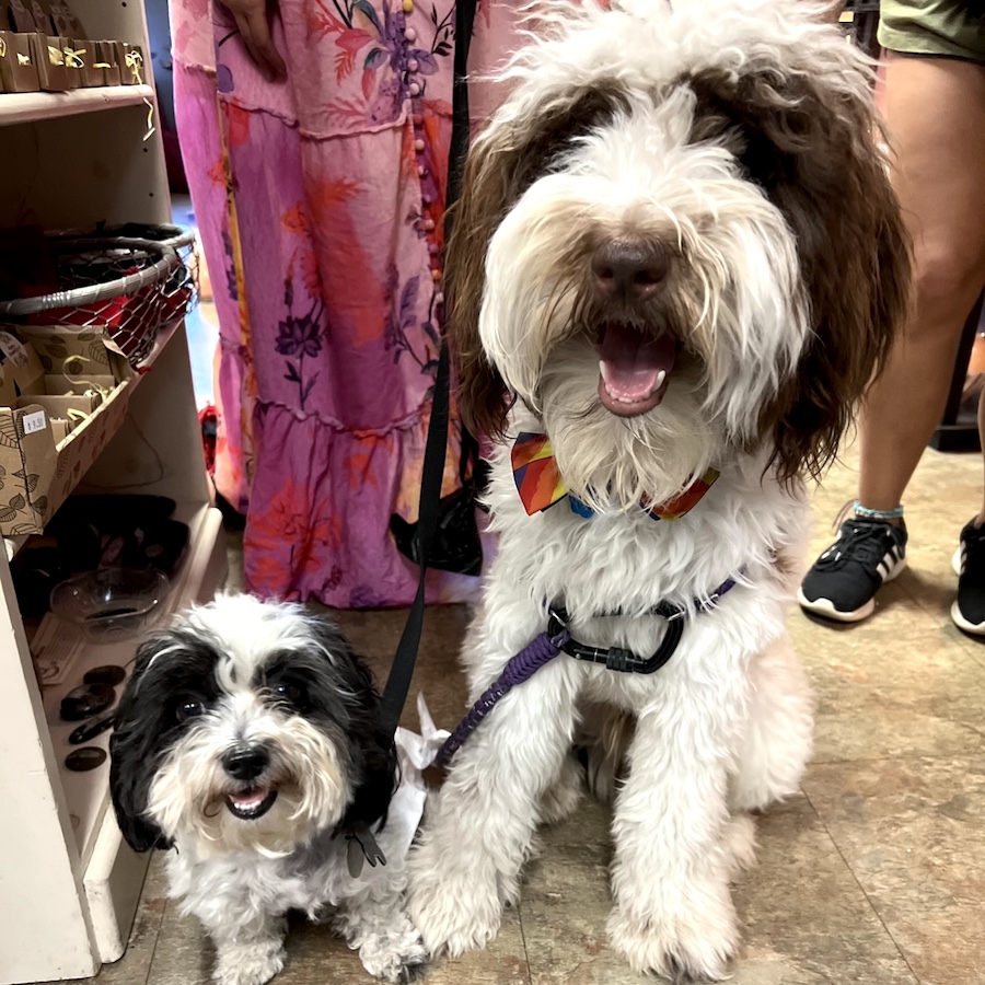aromagregory's tweet photo. These sweet pups visited us last weekend. Thanks for visiting, Veronica the Dog and Sir Edgar Biscuit!!!

#HappyDogs #DogsInShops #DogsShopping #RainbowTie #CompanionAnimals #SpreadJoy #TenOuttaTen #Puppers #Doggos https://t.co/6aXQ3f6tRr
