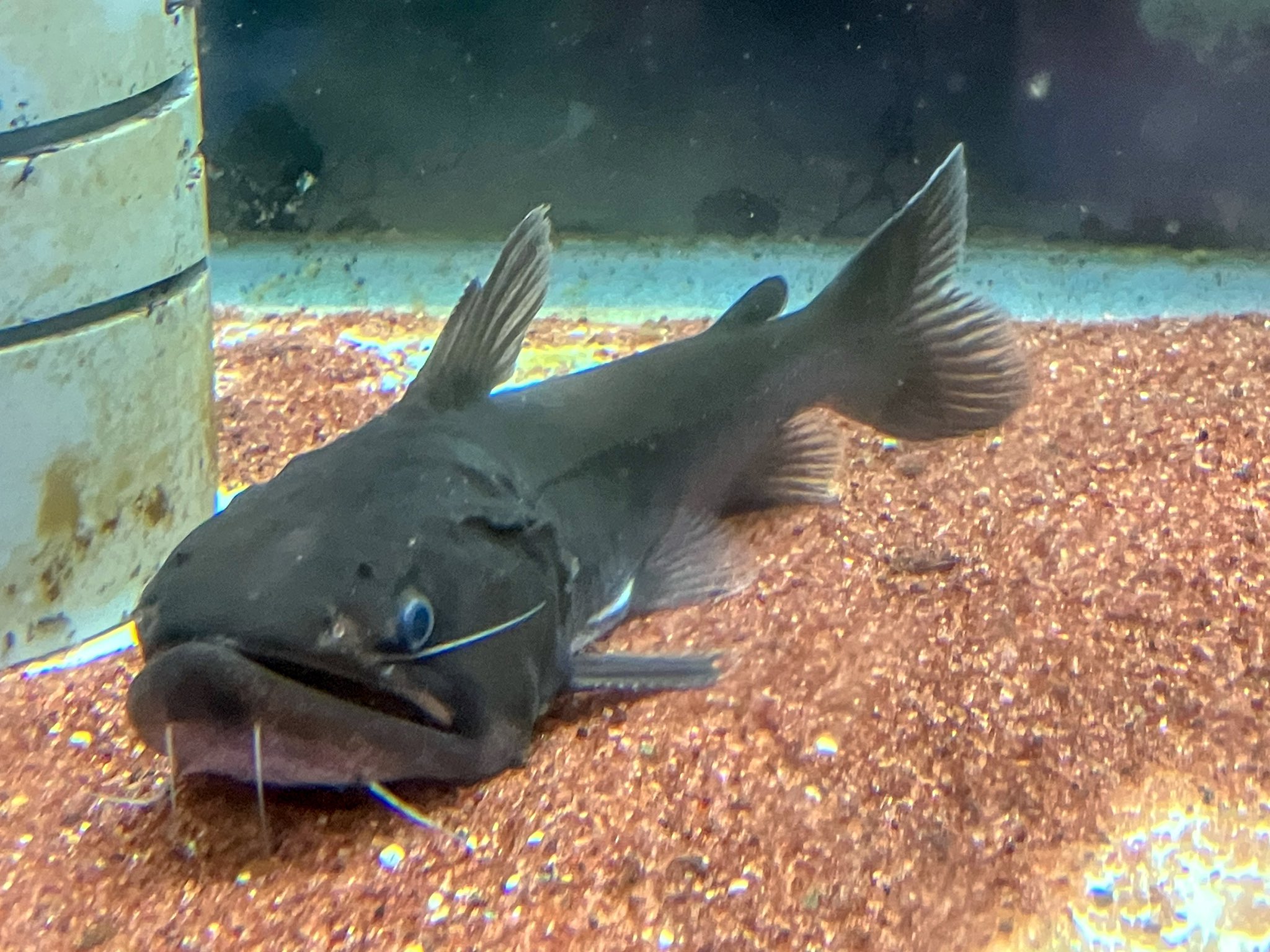 岡田金魚店 バトラクスキャットcm ディスカス赤系たくさん ベタメス綺麗な個体選別仕入 他 グラミー系各種 コンゴーテトラsmサイズ大量 ネオンドワーフレインボー ポポンデタフルカタ オリジアス ウォウォラエ ニジイロボウズハゼ P デルヘッジ