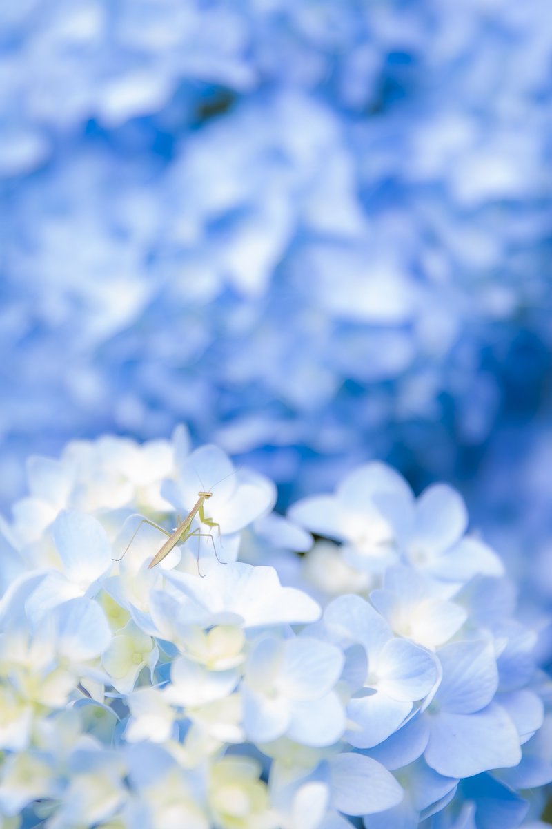 photo_booooy's tweet image. カマキリの子供にピント合わせて撮ったら合成感ある一枚が撮れました💠笑

#カマキリ #紫陽花
#tokyocameraclub