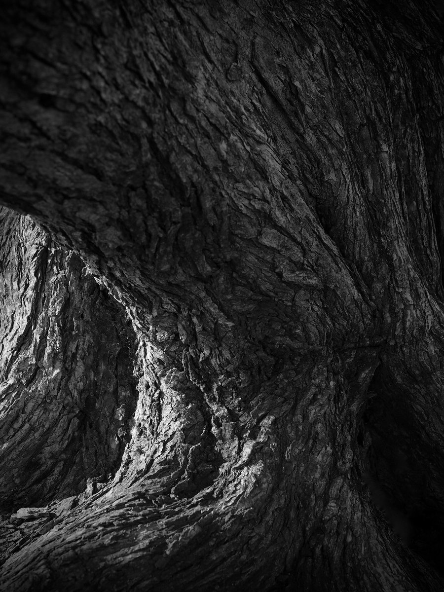 FREEHAND_ITL's tweet photo. #樹皮 #樹肌 #樹木
#treeskin #tree
#新宿御苑
#shinjukuimperialgarden
#shinjukugyoen
#ハルニレ #春楡
#Ulmusdavidiana
#モノクロ写真 #白黒写真
#monochrome
#monochromephotography
#blackandwhitephotography https://t.co/5qxqbx1r2n