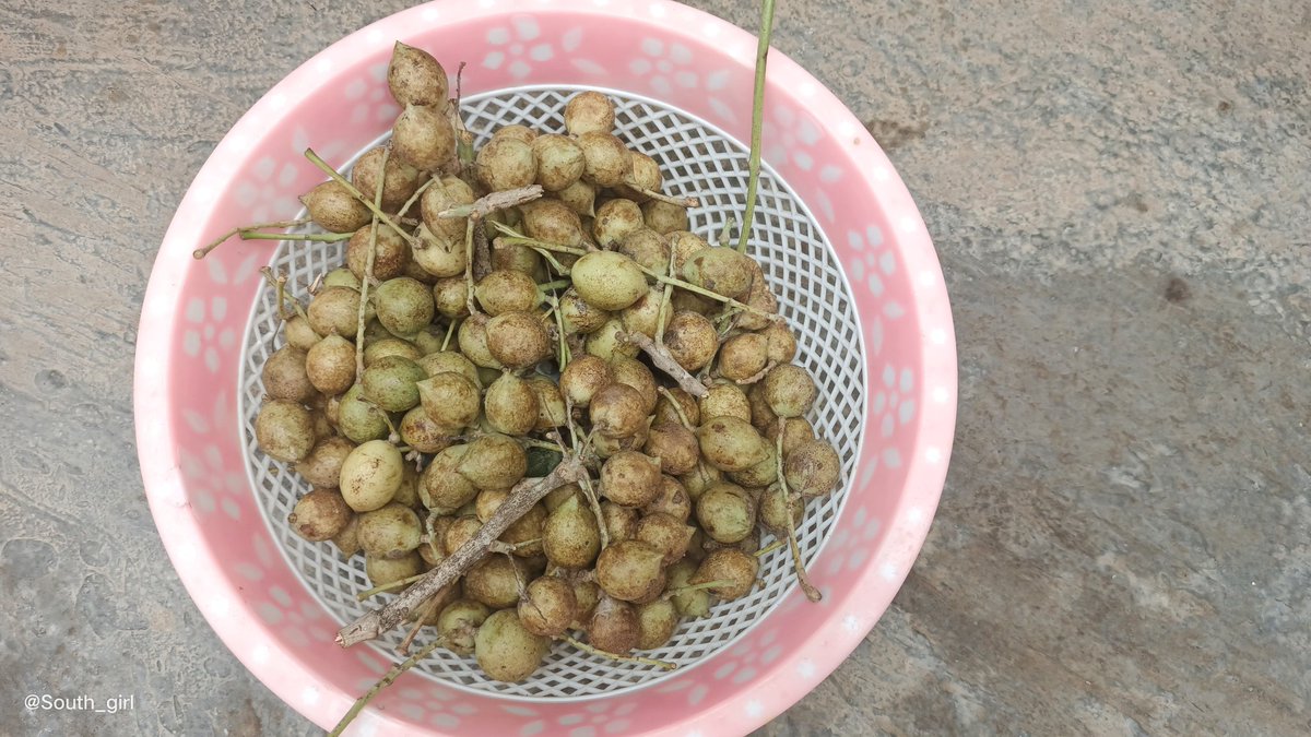 BeautyOfOdisha2's tweet photo. କୁସୁମ କୋଳି
#beauty_odisha #junglefruit #kusumo #summerfruit #dakhinodisha
@FoodieOdia https://t.co/Qw3KRArg94