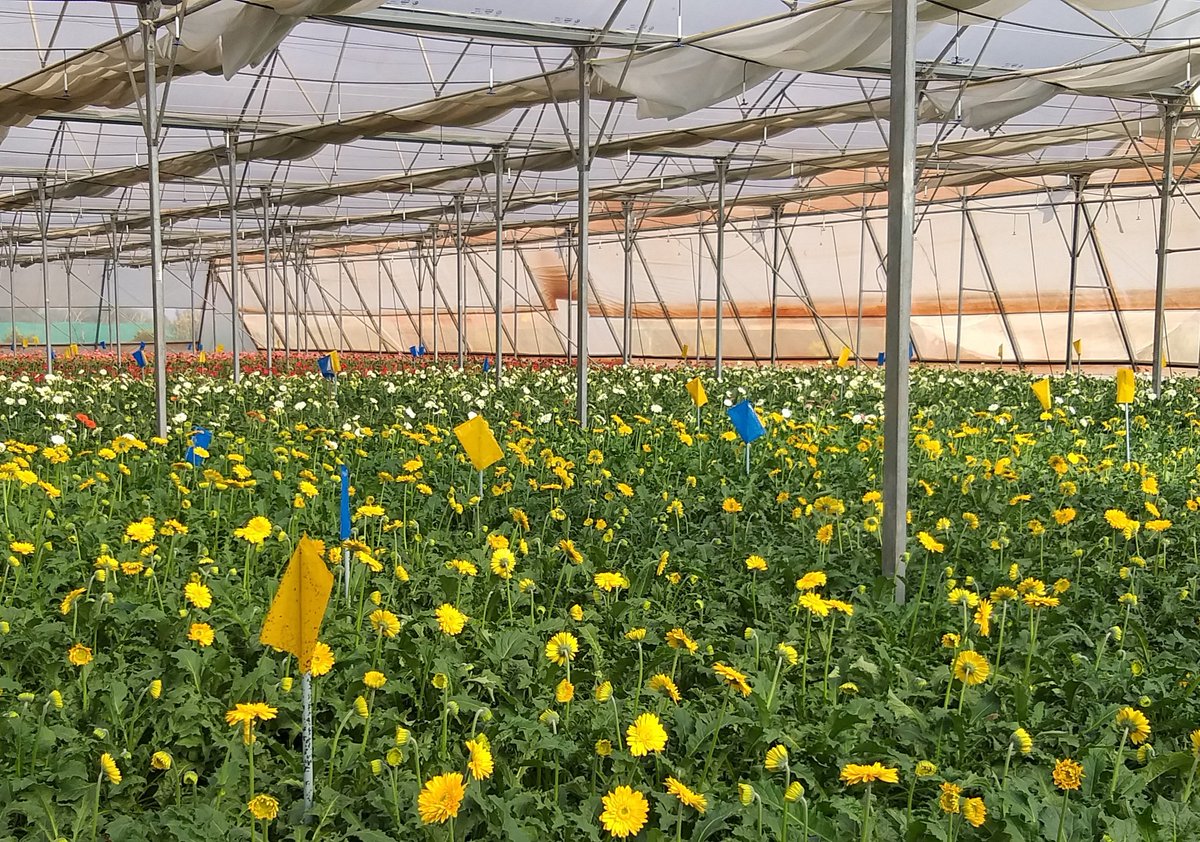 Patil_SN1112's tweet photo. #uniformity
#Qualityproduction
#lessinput
#morecropperdrop
means #Jaindrip
Precision Farming is the need of future. https://t.co/D4wE5CJr1F