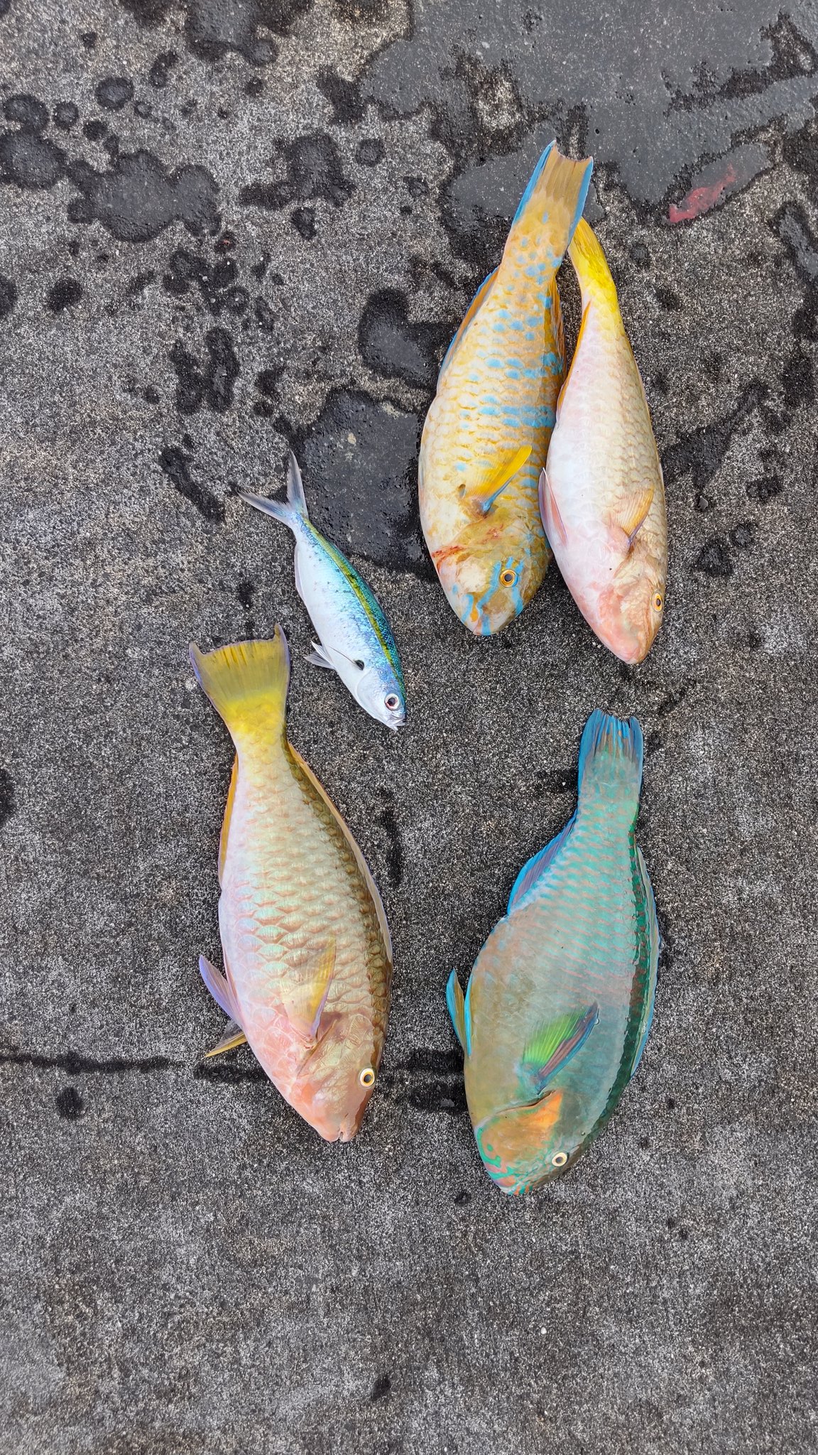 宮古島釣りライフ 今日の持ち帰り 釣り フカセ釣り 宮古島 一文字 沖防 魚 イラブチャー グルクン アーガイ T Co Xrg9h326zf Twitter