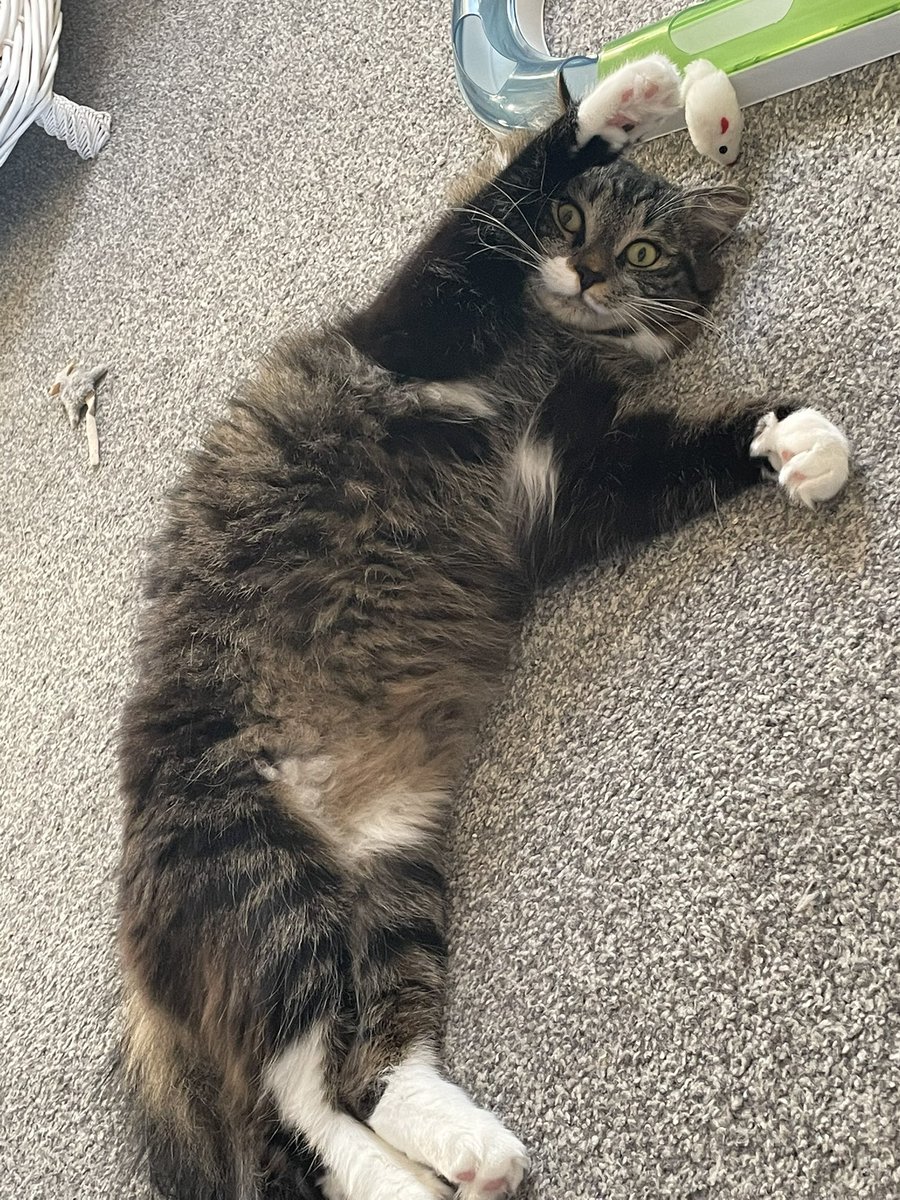 RalphieCat_'s tweet photo. Happy weekend! 😻#Caturday #CatsOfTwitter #happy #sunny #TabbyTroop #ralphie https://t.co/6MT3W4qjHg