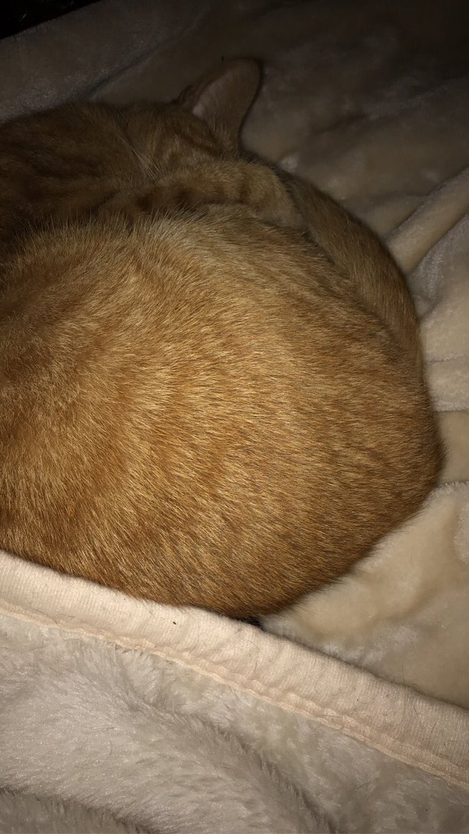 teddyfluffytail's tweet photo. dis was my humum’s view dis morning when she woke up! mr tiddles fast asleep! #catsoftwitter #catsontwitter #cattwitter #boycat #gingercat #gingergrowler #gingerkitten #ginger #teefies https://t.co/4U0Gl2wh10