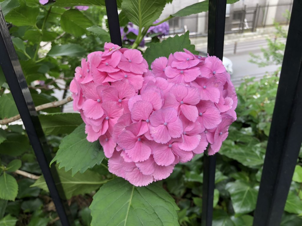 阪急交通社 公式 ハートのあじさいみつけた T Co Ig8si7cyoa Twitter