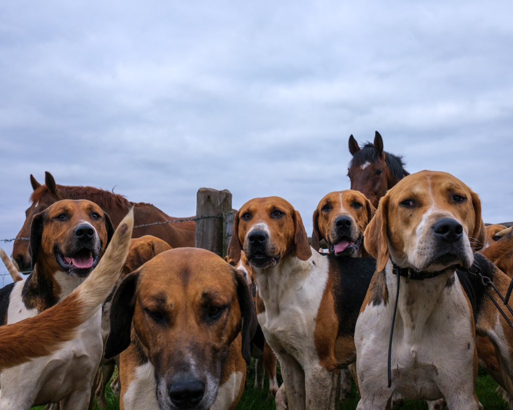lurcherwork's tweet photo. #englishfoxhound #hound #countrylife #foxhounds #houndexercise https://t.co/AwQ0nZ6IiN