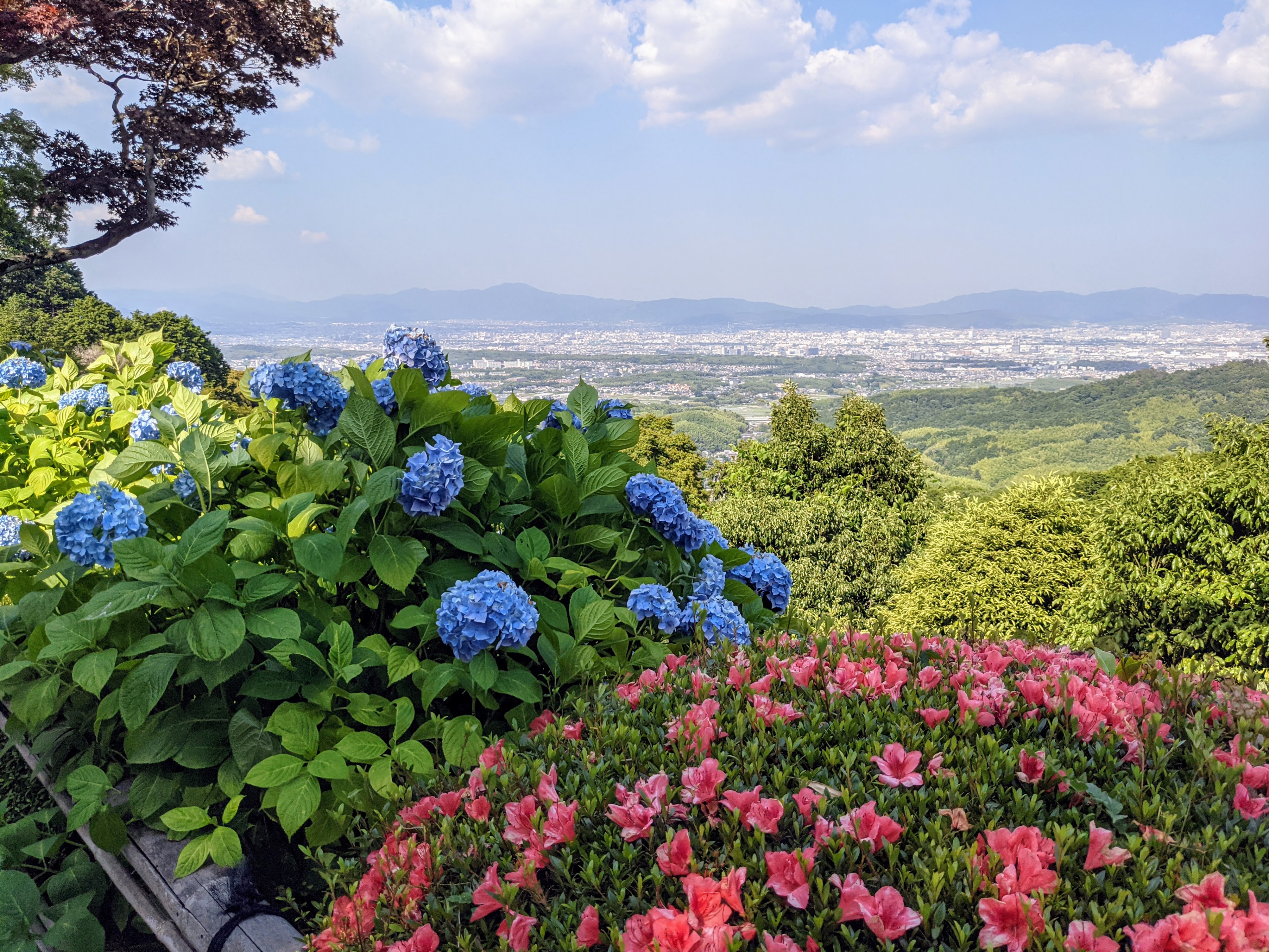 Camellia Tea Ceremony Founded By Kujō Michiie 九条道家 In 1236 Tōfuku Ji 東福寺 Was One Of The Five Great Zen Temples Of Kyōto 京都五山 Nao San Braved The Hot Weather In A