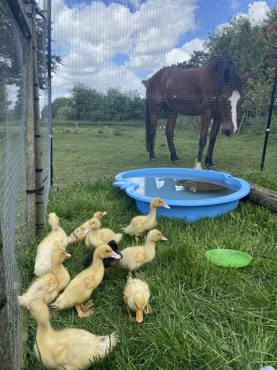 NLeeGDPS's tweet photo. When Mr T comes over to see who has joined the family now!! @GreatDenhamPS @denisemburgess https://t.co/PItIhCMkjx