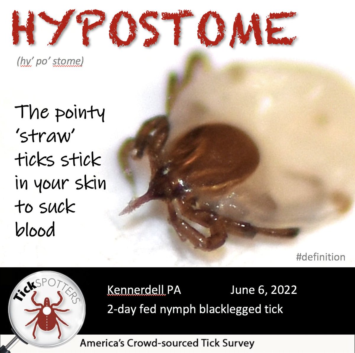 thetickguy's tweet photo. At the very tip of the #hypostome, ticks have little ‘scissors’ for cutting a hole in your skin. Then they insert the whole hypostome--but that’s not all that goes in. More about tick bites @ https://t.co/YnqFMVOkkt @RealMalachowski @LonnieRhea @lindy2350 https://t.co/D6dJy6EuQL