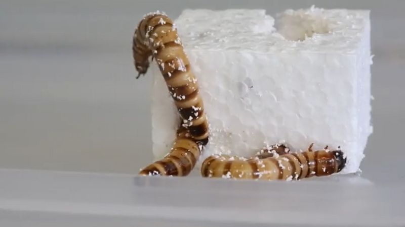 BBCNewsround's tweet photo. Meet the super-duper #superworms that could help reduce plastic waste in the future 👉 https://t.co/3m2OJvvuAu
#UnlikelyHero https://t.co/OTC6k1uuw8