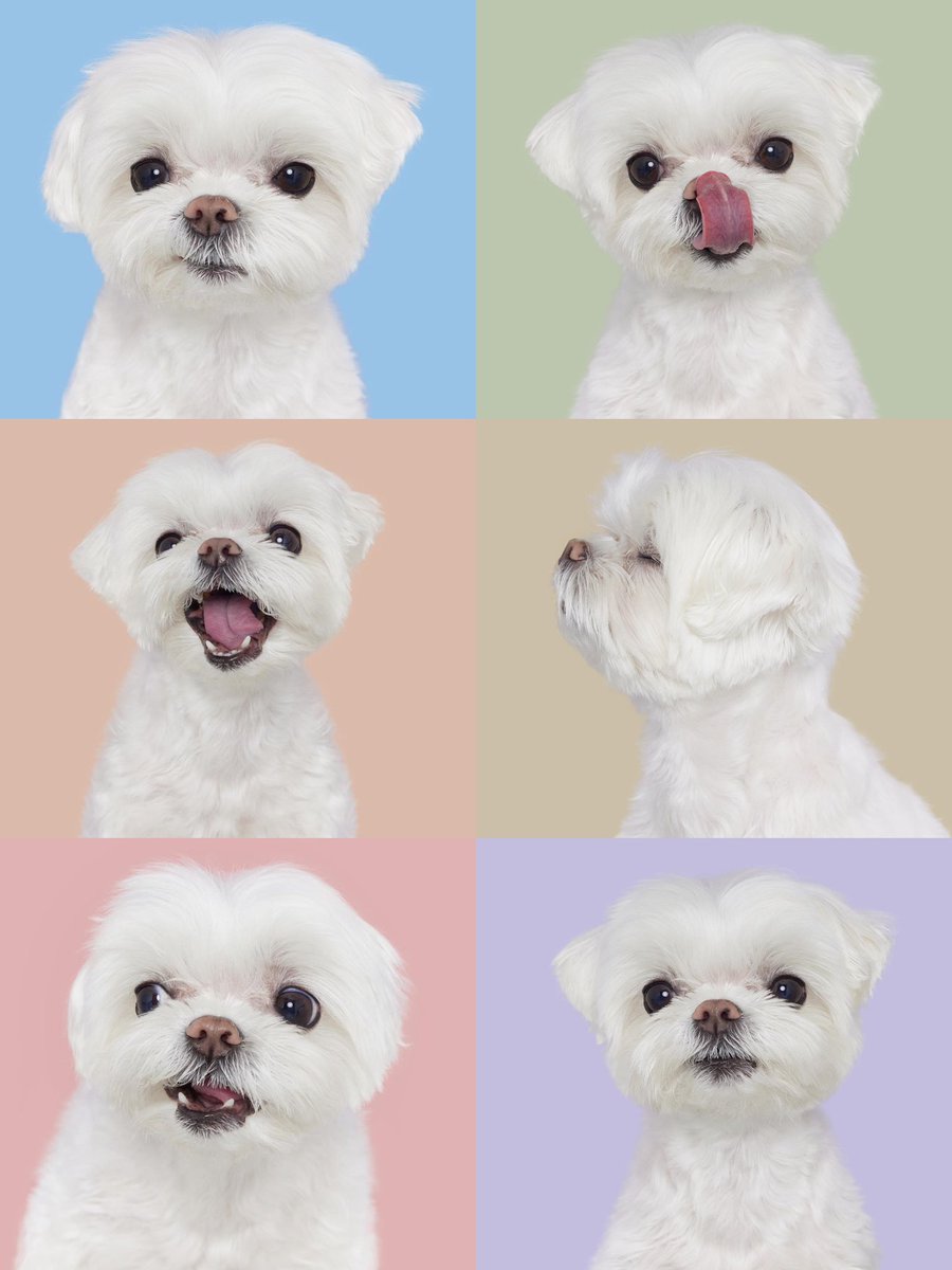 cyjprint's tweet photo. coco, youngjae’s ultimate best friend and one true love 🥺 https://t.co/vJjOdKXRvB
