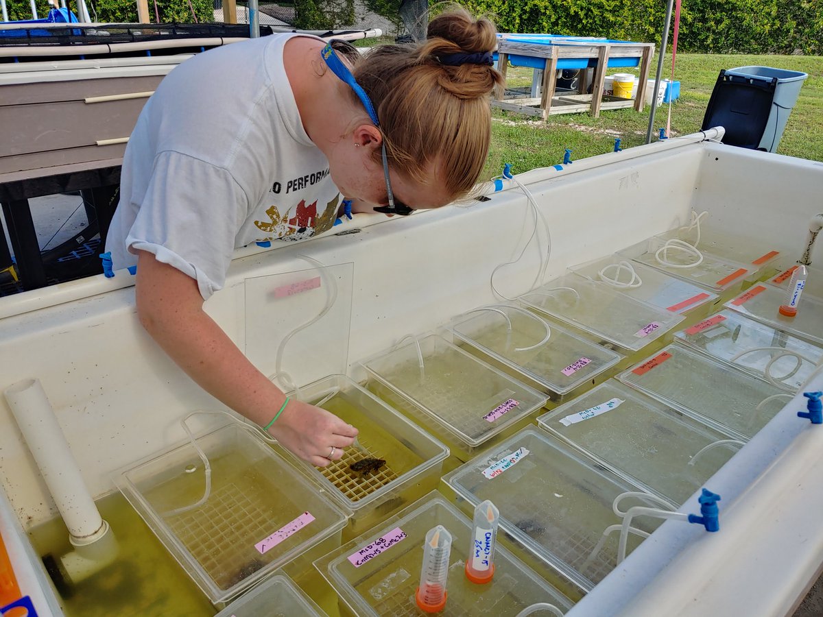 The Ushijima Lab (@ushijimalab) on Twitter photo Come check out AES06 - Emerging Environmental Pathogens today at 1:45 PM during #Microbe2022! This session includes many awesome people, like our collaborator @lebetimonas as well as our very own <a href="/erin_papke/">Erin Papke</a> talking about her #SCTLD research! Come check out AES06 - Emerging Environmental Pathogens today at 1:45 PM during #Microbe2022! This session includes many awesome people, like our collaborator @lebetimonas as well as our very own <a href="/erin_papke/">Erin Papke</a> talking about her #SCTLD research!