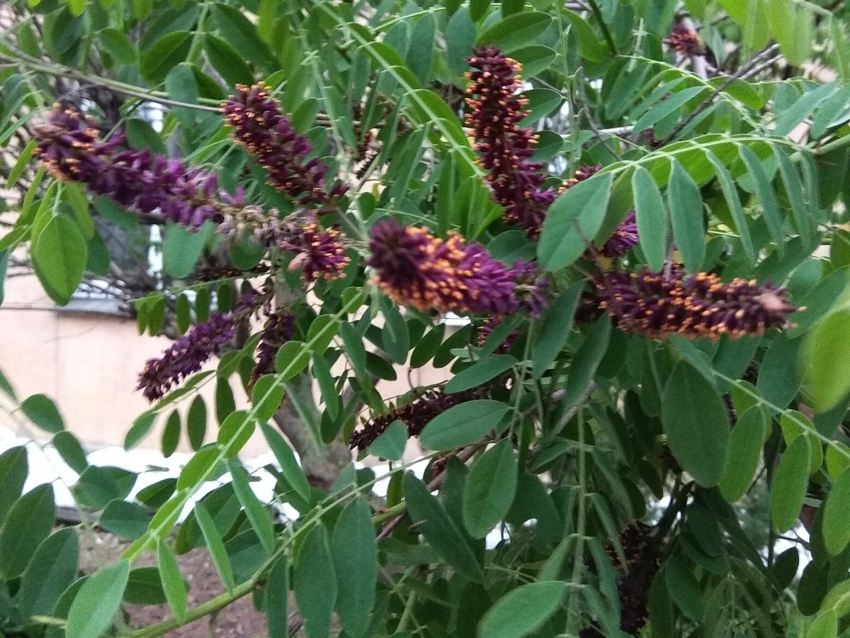 Скорпіонова муха, яка не муха, та пустельне хибне індіго, яке не індіго