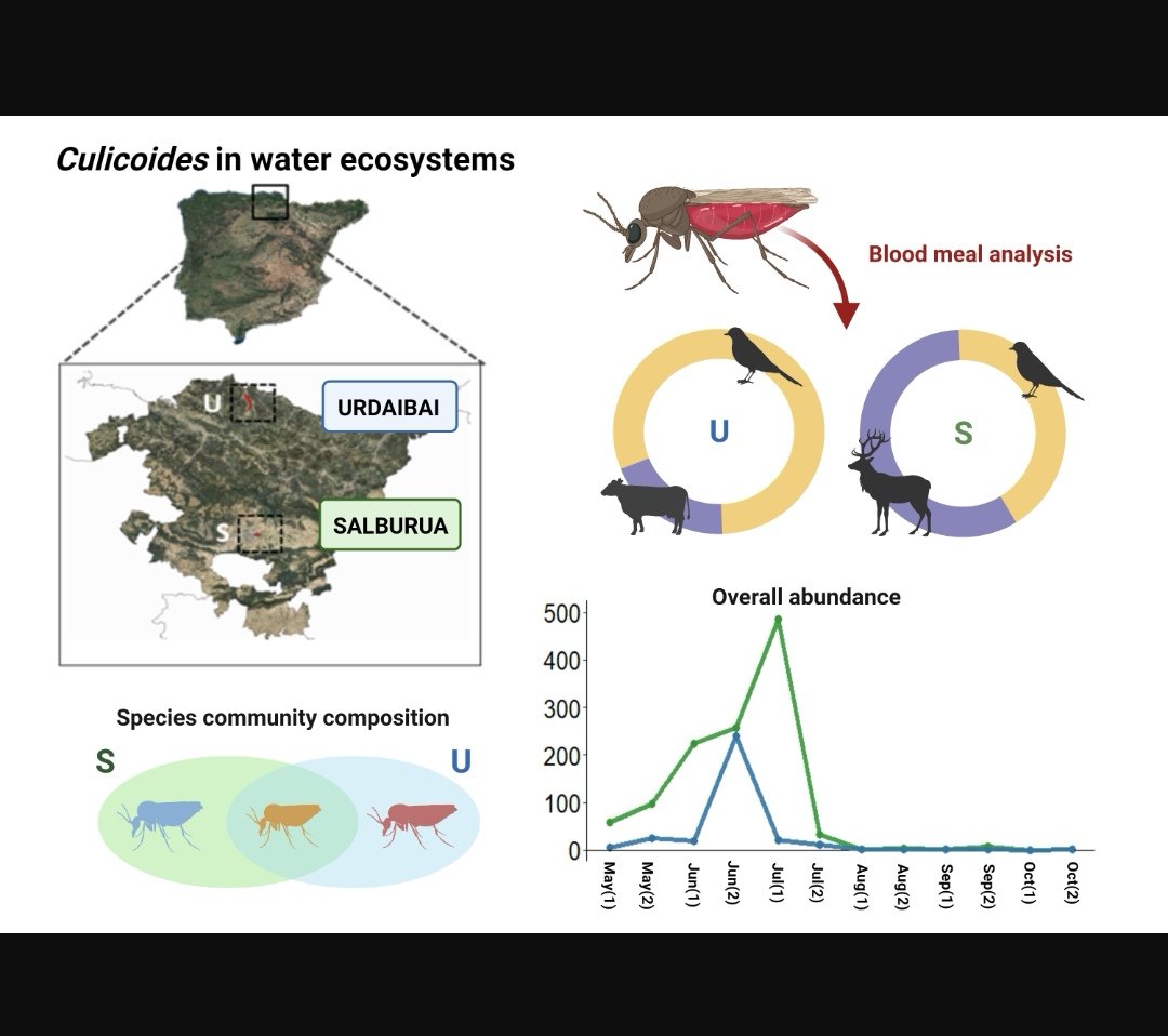 mikel_heredia's tweet photo. New paper out! This time about my favourite group: biting midges of the genus Culicoides (Diptera: Ceratopogonidae) in Northern Spain. Please find the access to the paper in the following link: https://t.co/bvLZrq9E1t
#Culicoides #bluetongue #host #wetlands @GoiriF @AitorCM https://t.co/HR9dNCrpCz