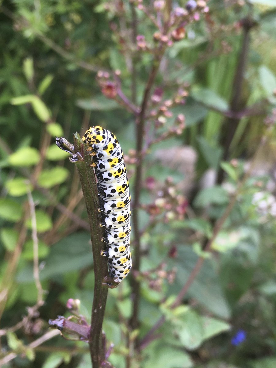 Melissa Roberts tweet media