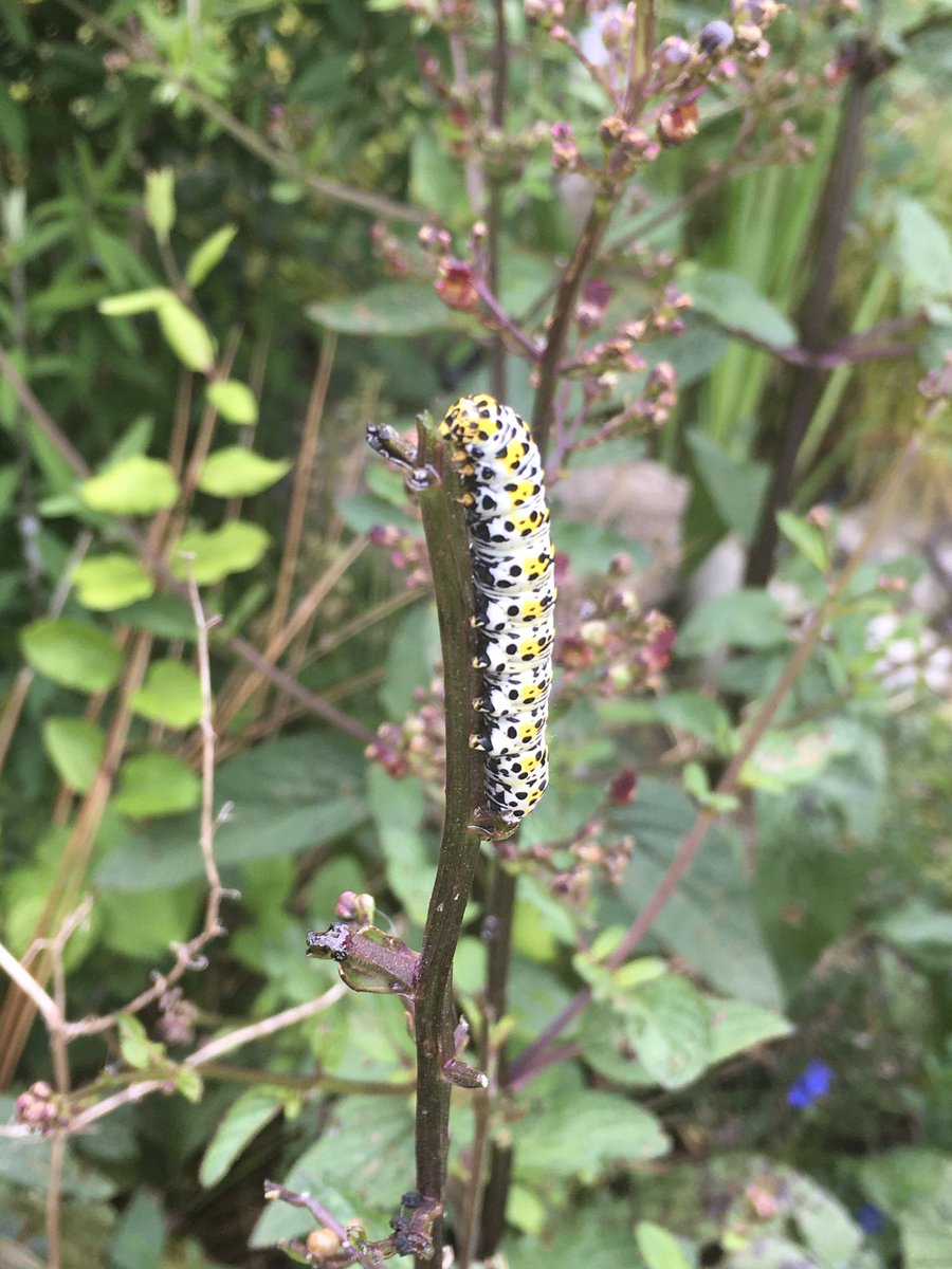 Counted three mullein #moth #caterpillars in the #garden today. I know they can be devastating to some plants but even so all welcome as plants can be replaced and #wildlife can’t. #conservation #nature #environment #GardeningTwitter @savebutterflies @BritishMoths @MothNight