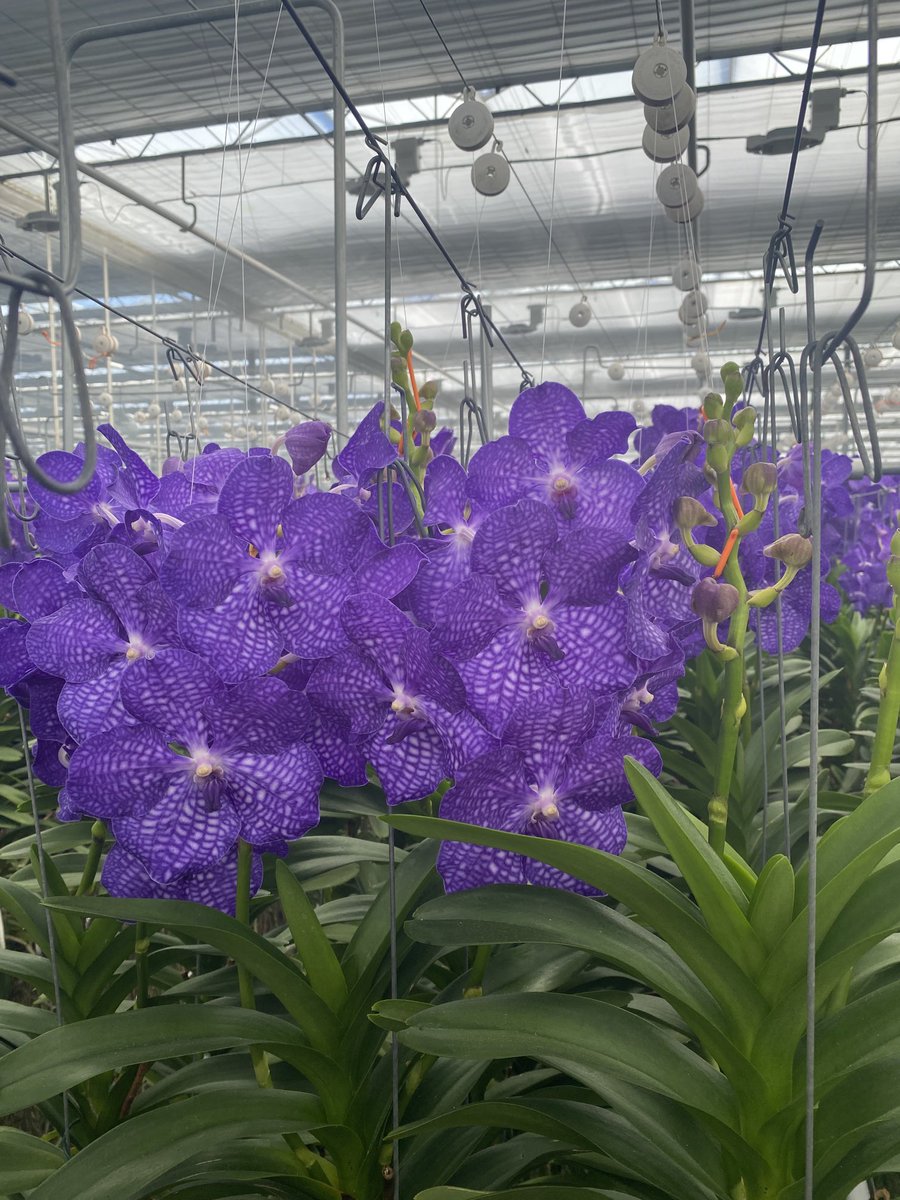 #komindekas #wateringen goed om te zien hoe er wordt geïnnoveerd in de #tuinbouw