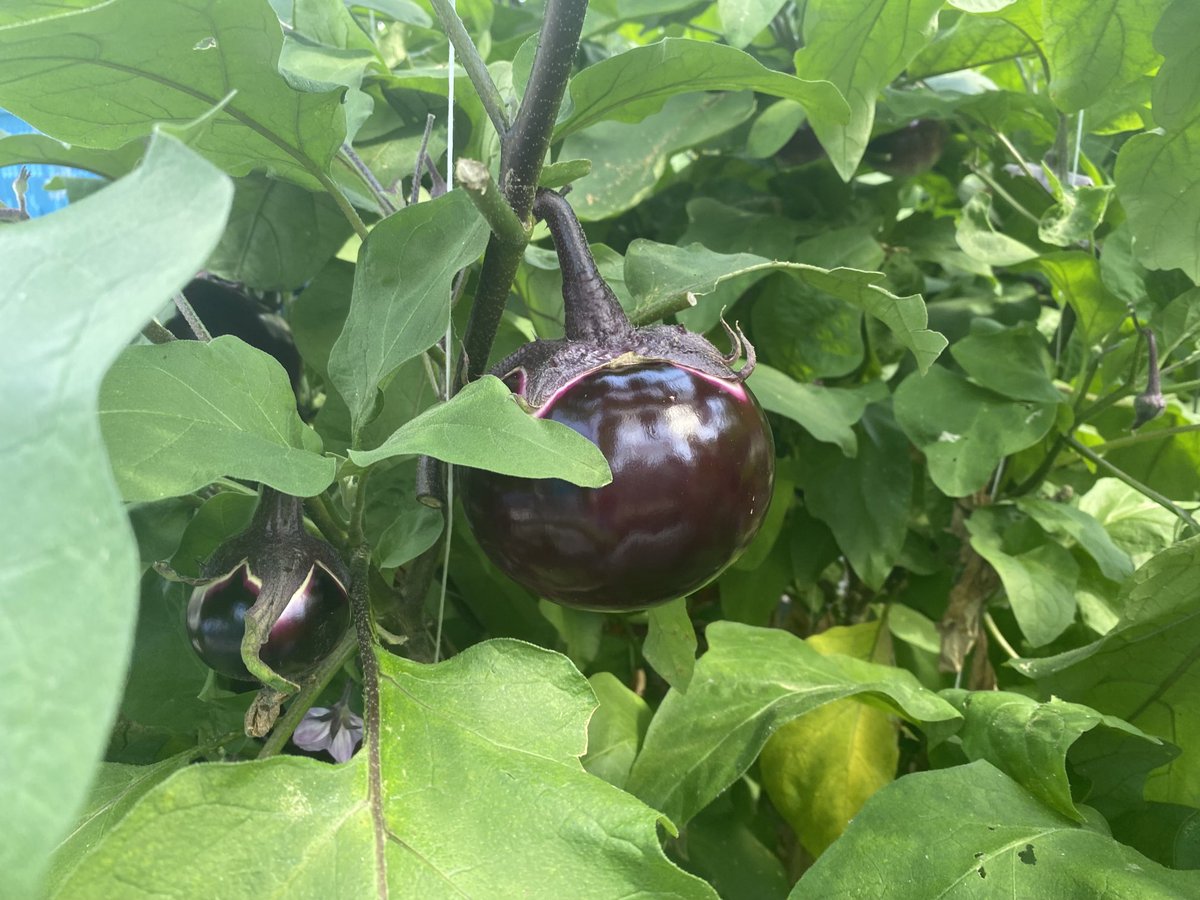_Mijn_Partij_'s tweet photo. #komindekas #wateringen goed om te zien hoe er wordt geïnnoveerd in de #tuinbouw https://t.co/T811WOTWTq