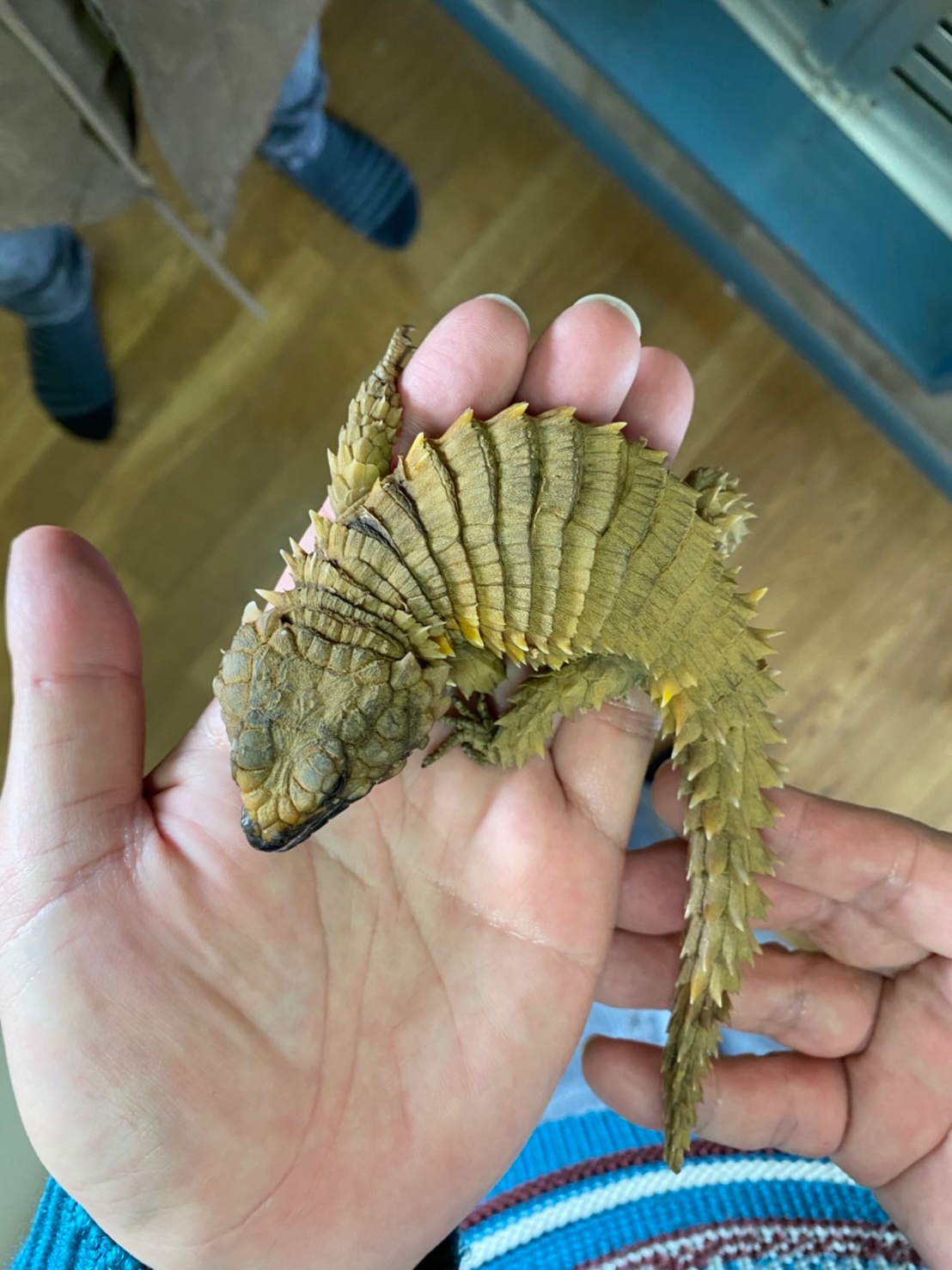 Global Animals 完売しております 沢山のお問い合わせありがとうございました Twitter
