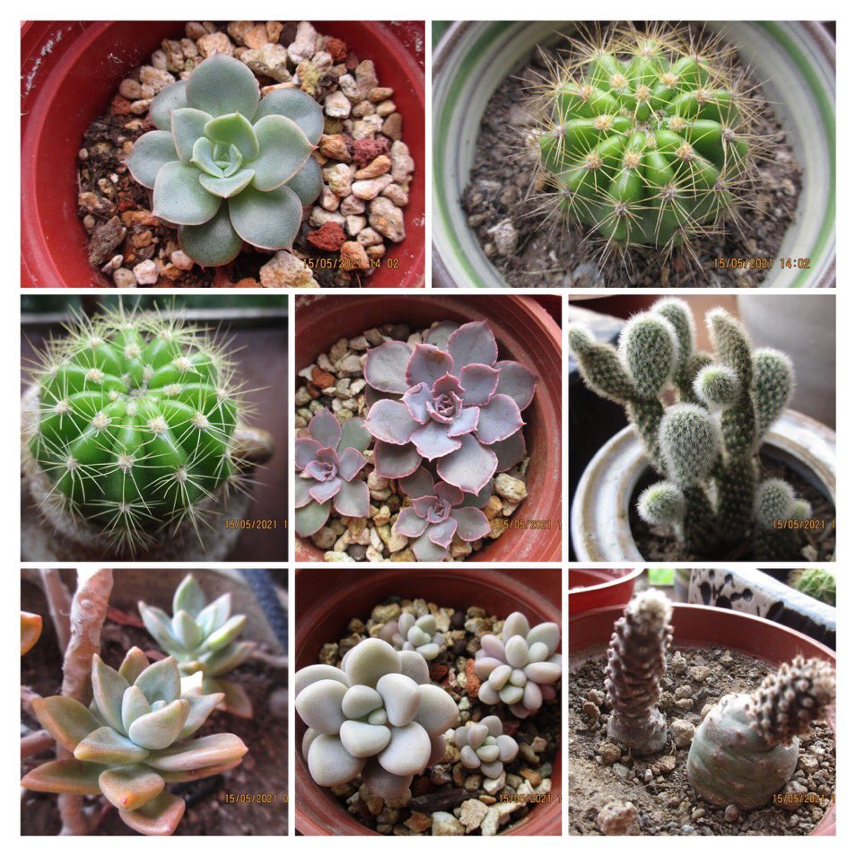Fiby2yu's tweet photo. #cactus #plent #nature #collection  #photograph #仙人掌 #多肉植物 #大自然 #盆栽 #喜好 #攝影 #療癒 #綺麗 
🌵🍃🌂🌈🌲🌹😊🌼🌼🌟🌵
我的小綠世界 https://t.co/VeK3W7Zjso
