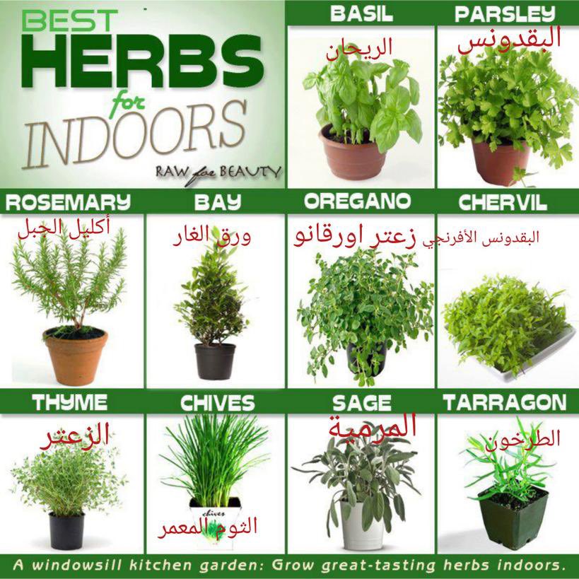 بعض النباتات الجيد زراعتها والأكثار منها في الحدائق المنزلية: