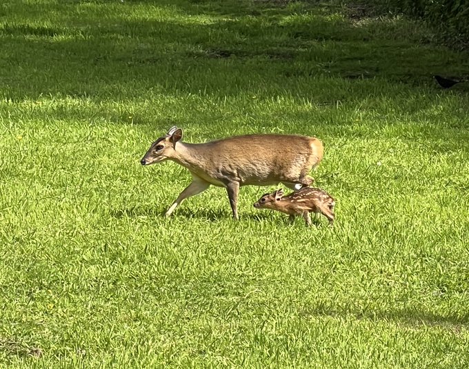 TIME LINE CLEANSER !   We often see muntjac and their young in our garden, but this is the first time
