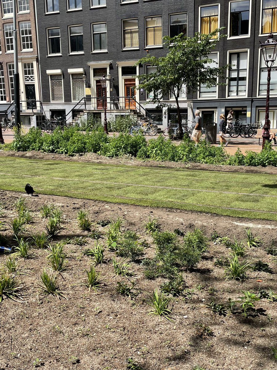 amsterdam_pics's tweet photo. Gras tussen de rails. Nieuwezijds Voorburgwal https://t.co/Gz70xzc0rX