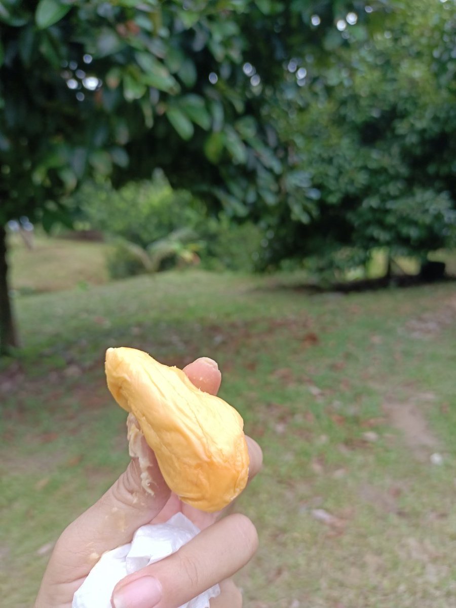 msialifejp's tweet photo. Visited durian farm 🚙 Mouth watering delicious durians🤤
農園主から招待され、ドリアン農園に行ってきました！KLから１時間。敷地を周りドリアン収獲。様々な種類のドリアンが食べられました😋　極上の美味しさ！実は薄い黄色からオレンジ色まで。去年は大豊作、今年は不作だそう😢 #マレーシア https://t.co/G88LHee8NM