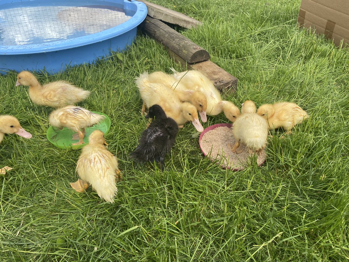 NLeeGDPS's tweet photo. Duck life at the Lee’s 🐥🦆🥰 @GreatDenhamPS @denisemburgess https://t.co/6FIb5HbZ8U