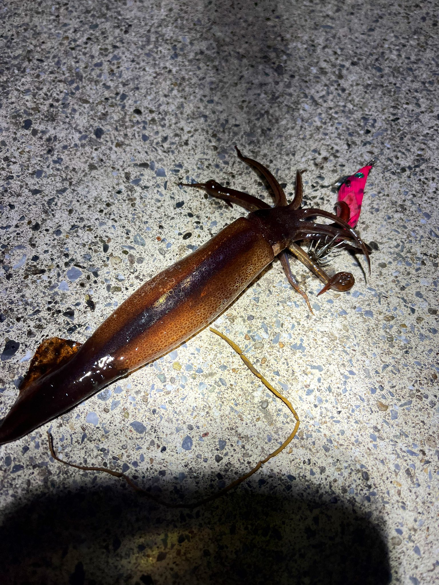 オキタナゴ 岩手釣り スルメ始まりましたね 岩手 スルメイカ エギング T Co Qhdkzkby1k Twitter