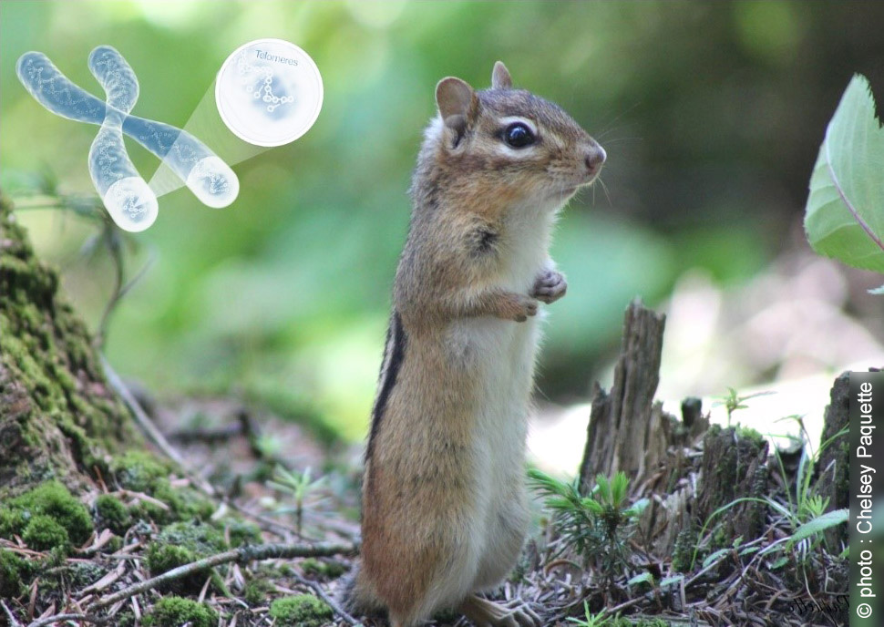 Des écureuils en quête d'immortalité ? Une équipe de chercheurs franco-canadiens vient de démontrer que les tamias rayés sauvages vivant dans le sud du Québec contredisent ce qu'on sait du processus de vieillissement cellulaire.
👉 iphc.cnrs.fr/actualite/les-…