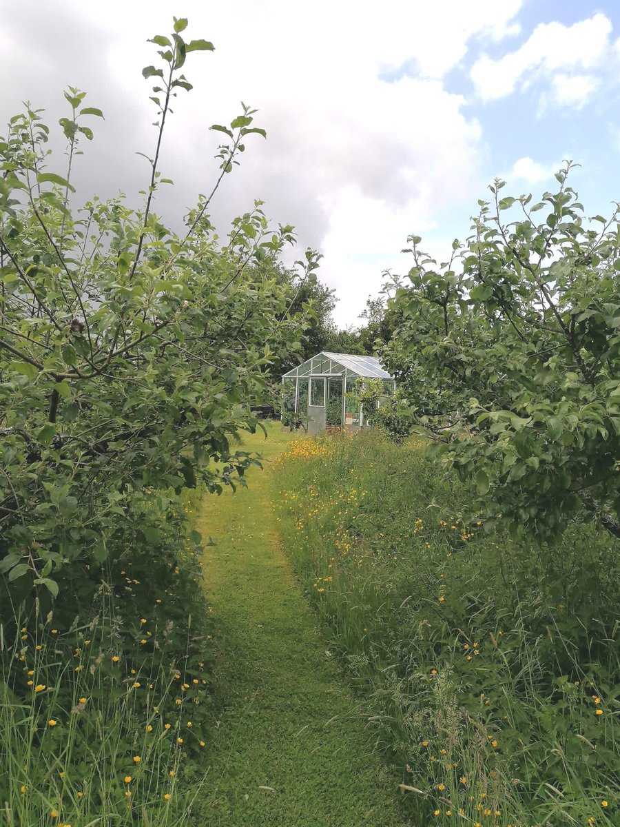 Heaven on our organic farm ⁦@IrishSeedSavers⁩ I wish you could hear the sounds and smell the scents that go with this image #biodiversity #farmingfornature