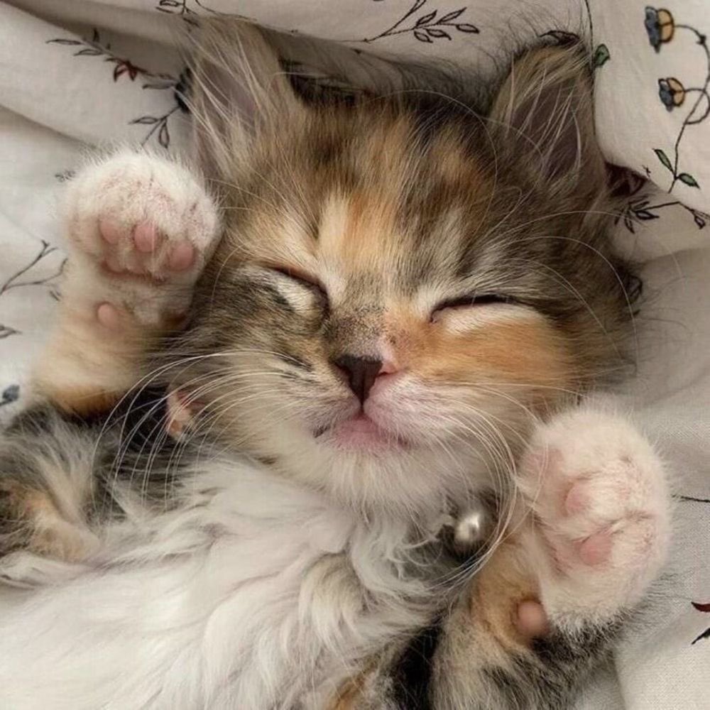 kangmeowcat's tweet photo. 🤲🏻
#강다니엘 #KANGDANIEL https://t.co/rLskXShp8v