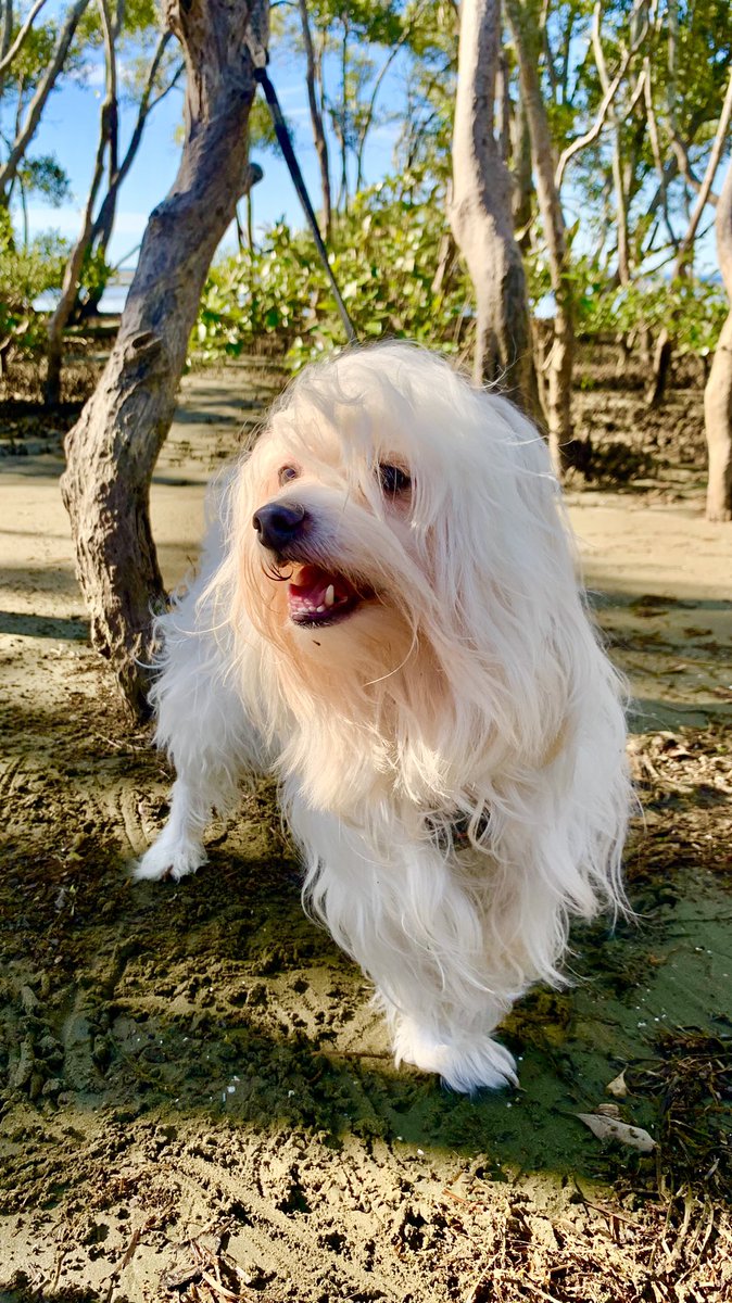 I walked in a mangrove forest today 💦 🌿 Love the salty sea air ☀️ 🐕

#dogwalk #dogtale #dogsthatexplore #idigthis #mangrovedog #mangrovewalk #saltywavedog #saltyair #fluffydog #doggosdoingthings #mangrove #saltyforest #boopmynose #dogsoftwitter